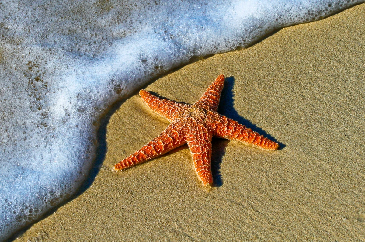 Encantos de Panamá