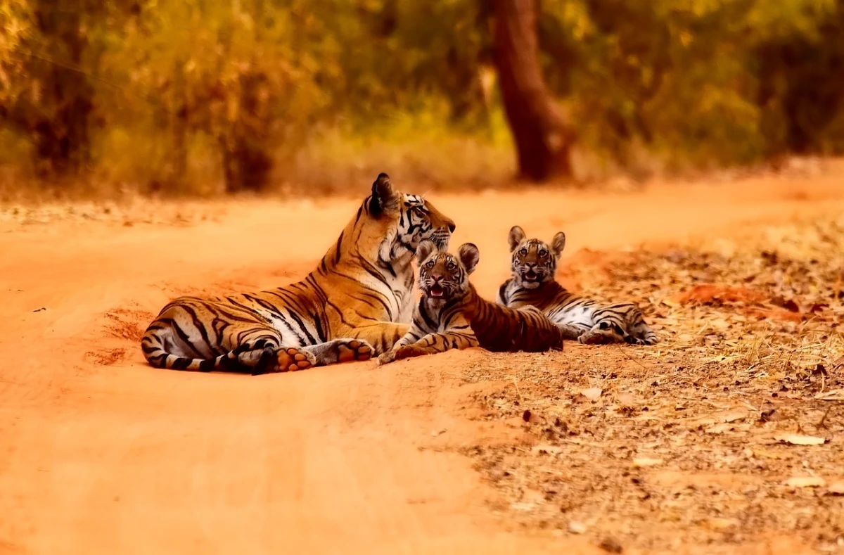 Safaris por la India